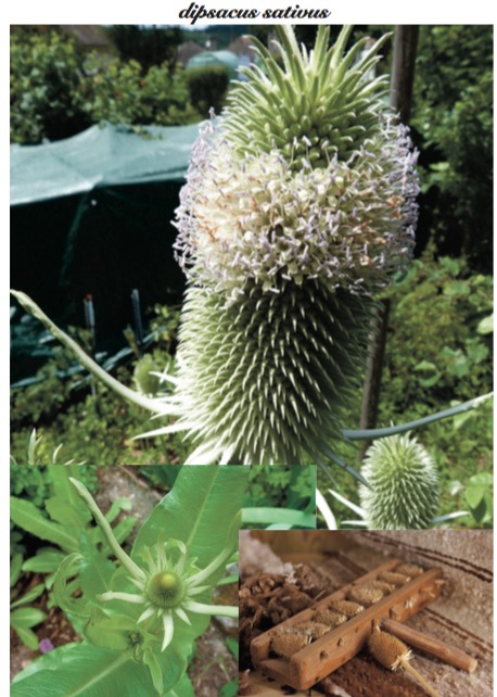 plante dipsacus sativus